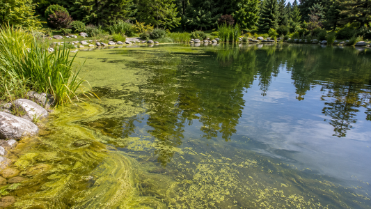 Pond Algaecide in Canada: What Is Legal and What Actually Works